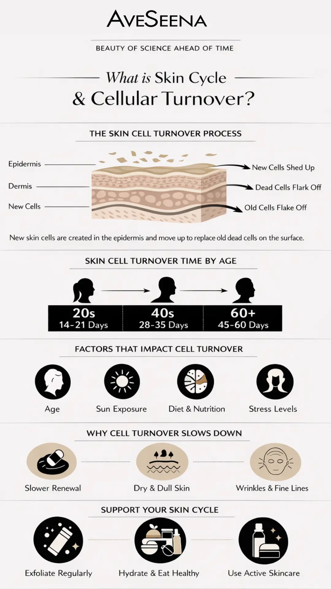 Skincare cycle infographic aveseena Infographic titled "What is Skin Cycle & Cellular Turnover?" shows skin layers, turnover times by age, and factors like age, diet, and stress affecting it.