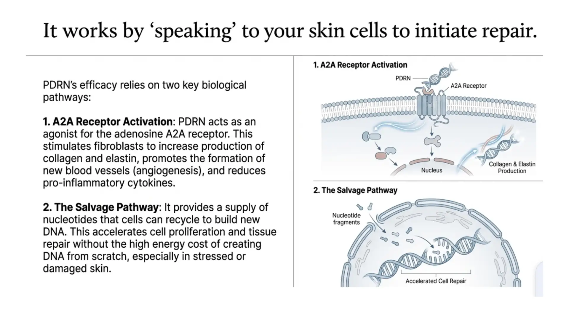 Doctor's research notes on PDRN skincare science