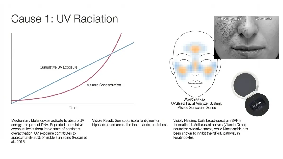 20 Graph showing UV exposure increasing melanin concentration over time. Illustration highlights missed sunscreen zones on a face. Text explains sunspots, skin aging due to UV, and benefits of SPF and antioxidants.