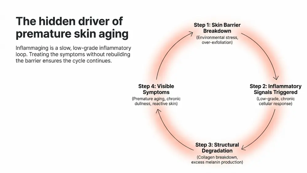 3-5 Diagram of a cycle titled "The hidden driver of premature skin aging." It highlights four steps: 1) Skin Barrier Breakdown, 2) Inflammatory Signals Triggered, 3) Structural Degradation, 4) Visible Symptoms.