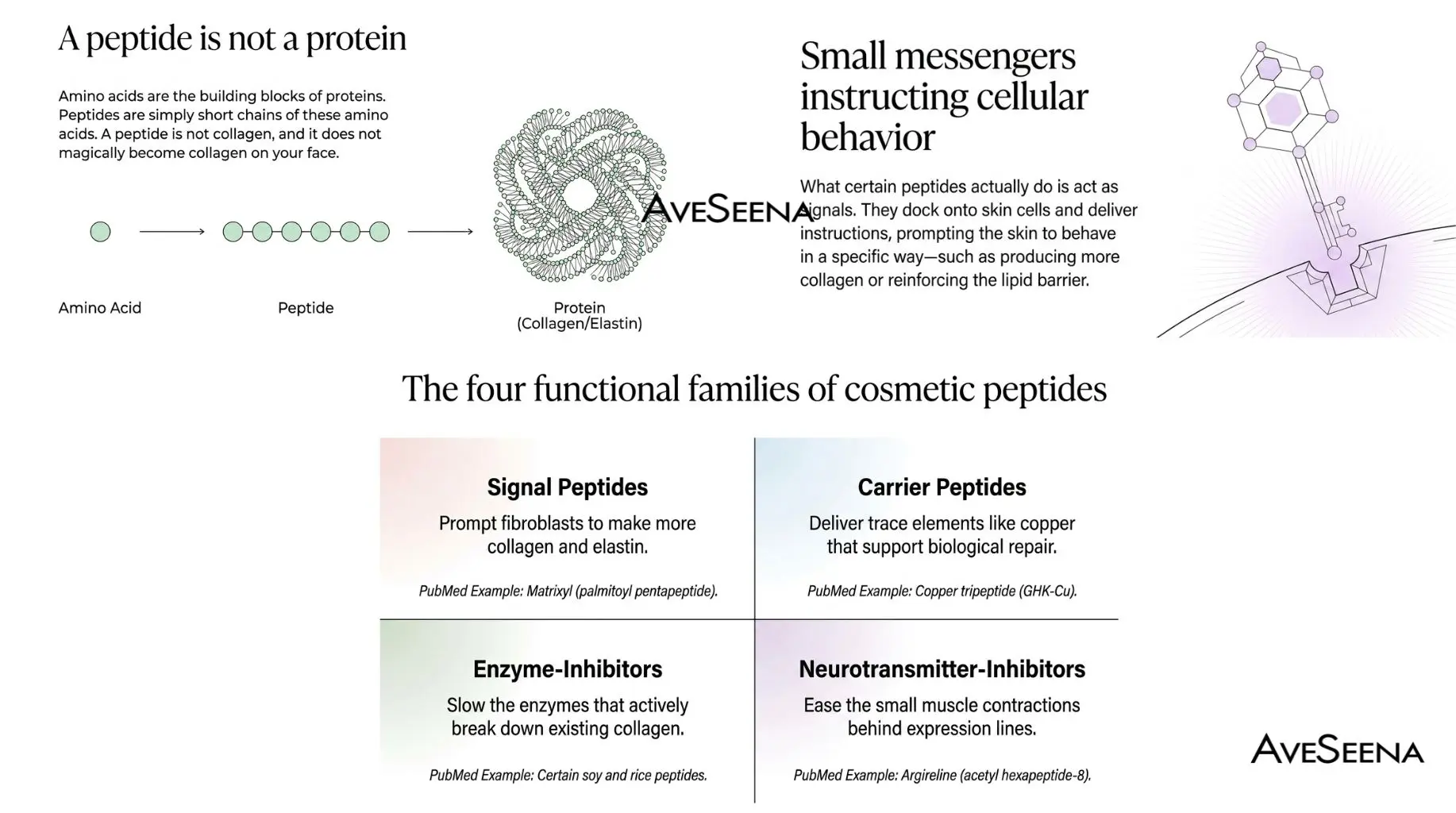 Peptides in skincare, amino acid chains and skin barrier